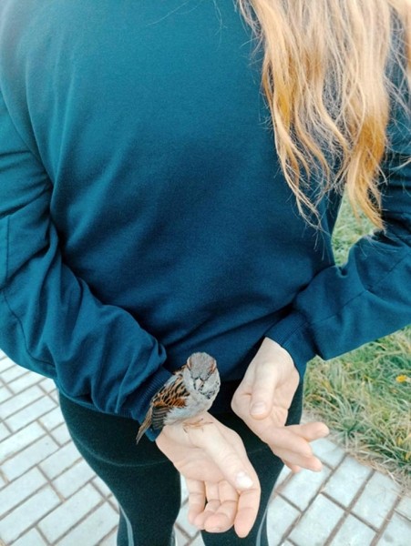 В Кобрине потерялся член семьи — ручной воробей Жорик В Кобрине потерялся член семьи — ручной воробей Жорик