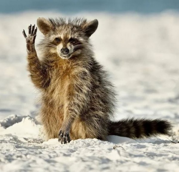 Какие фотографии животных признаны лучшими в 2022 году? Какие фотографии животных признаны лучшими в 2022 году?