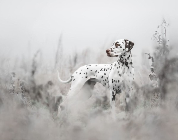 Опубликованы лучшие фото Dog Photography Awards 2022 Опубликованы лучшие фото Dog Photography Awards 2022
