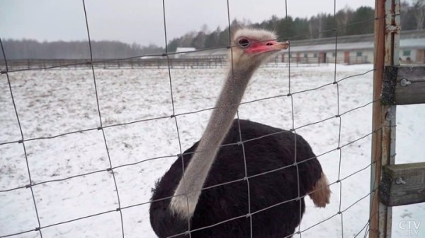 Африканские страусы нашли райское место на Брестчине. Как разводят экзотических птиц
