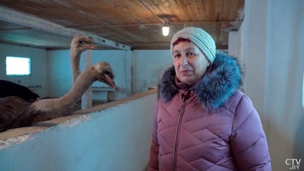 Африканские страусы нашли райское место на Брестчине. Как разводят экзотических птиц