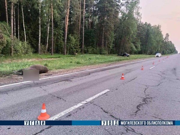 В Беларуси легковушка встретилась с лосем