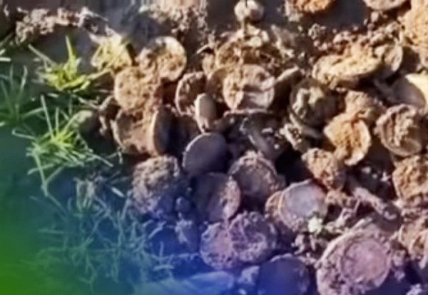 Мужчина откопал 700 золотых монет. Клад может стоить миллионы долларов Мужчина откопал 700 золотых монет. Клад может стоить миллионы долларов